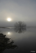 31st Mar 2023 - Morning fog ... reflections ... sunrise