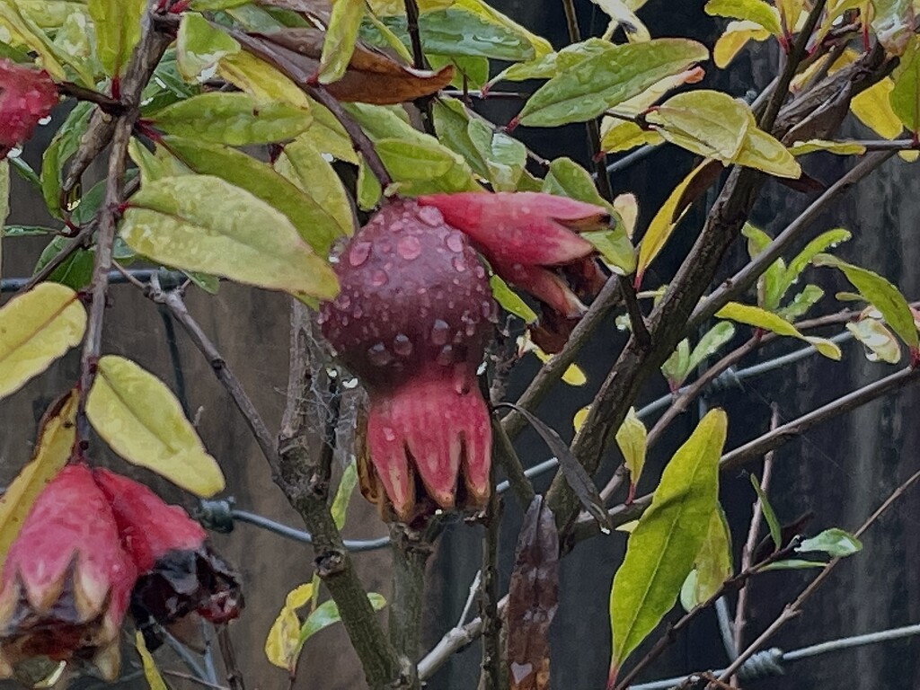 Our 3 yr old pomegranate with a fruit starting to grow by Dawn