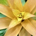 Yellow Petals by genealogygenie