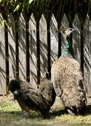 20th Mar 2023 - A protective peahen and her babies!