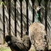 A protective peahen and her babies! by deidre