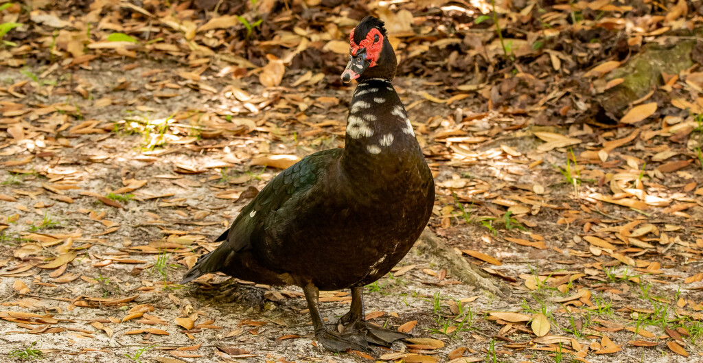 Muscovy Duck! by rickster549