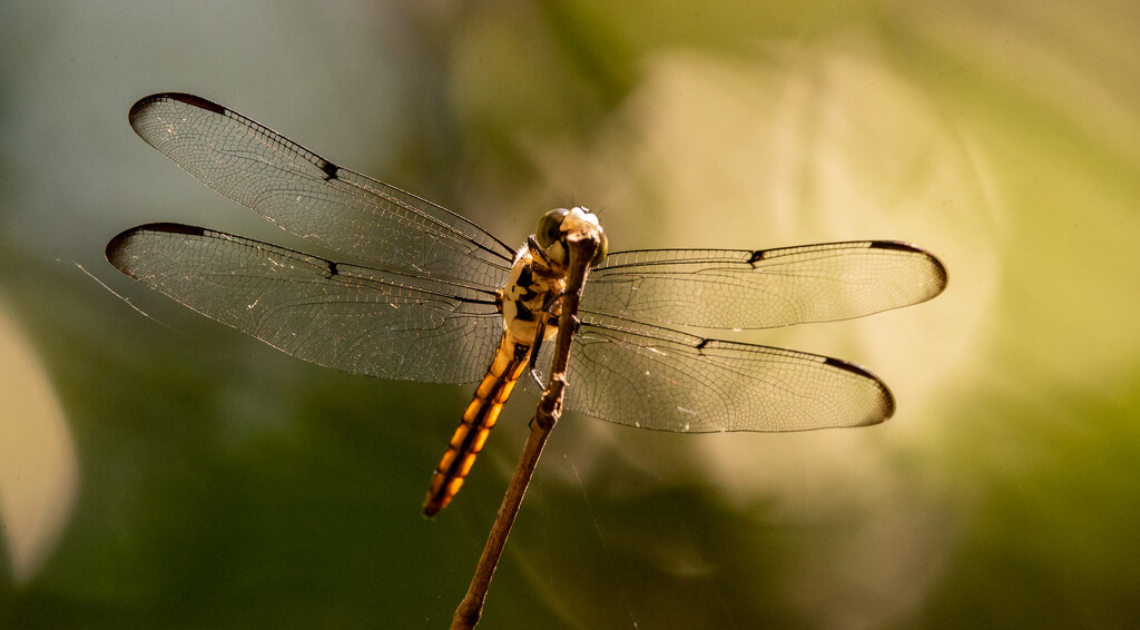 The Dragonfly Posed Pretty Well! by rickster549
