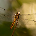 The Dragonfly Posed Pretty Well! by rickster549