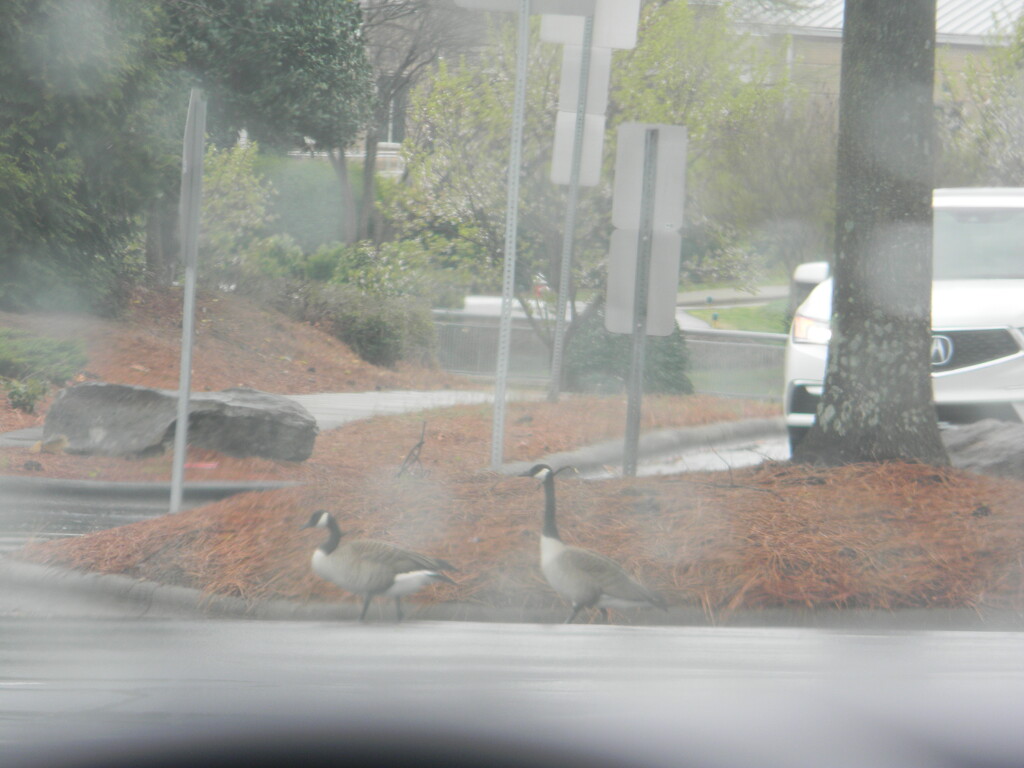 Geese in Walmart Parking Lot  by sfeldphotos