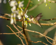 1st Apr 2023 - Ruby-throated Hummingbird