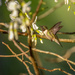 Ruby-throated Hummingbird by nicoleweg