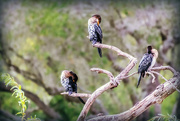 3rd Apr 2023 - Cormorants preening