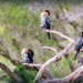 Cormorants preening by ludwigsdiana