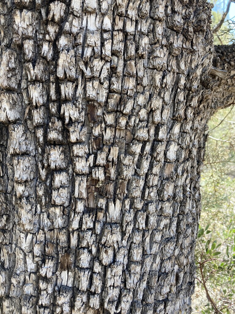Bark of alligator juniper. by illinilass