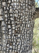 2nd Apr 2023 - Bark of alligator juniper.