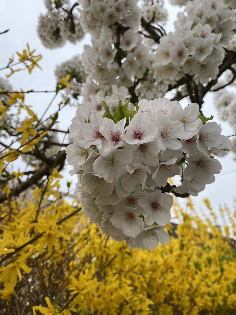 Another month, another blossom shot  by lizgooster