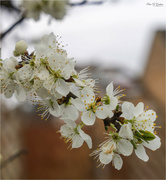 1st Apr 2023 - Plum Blossom