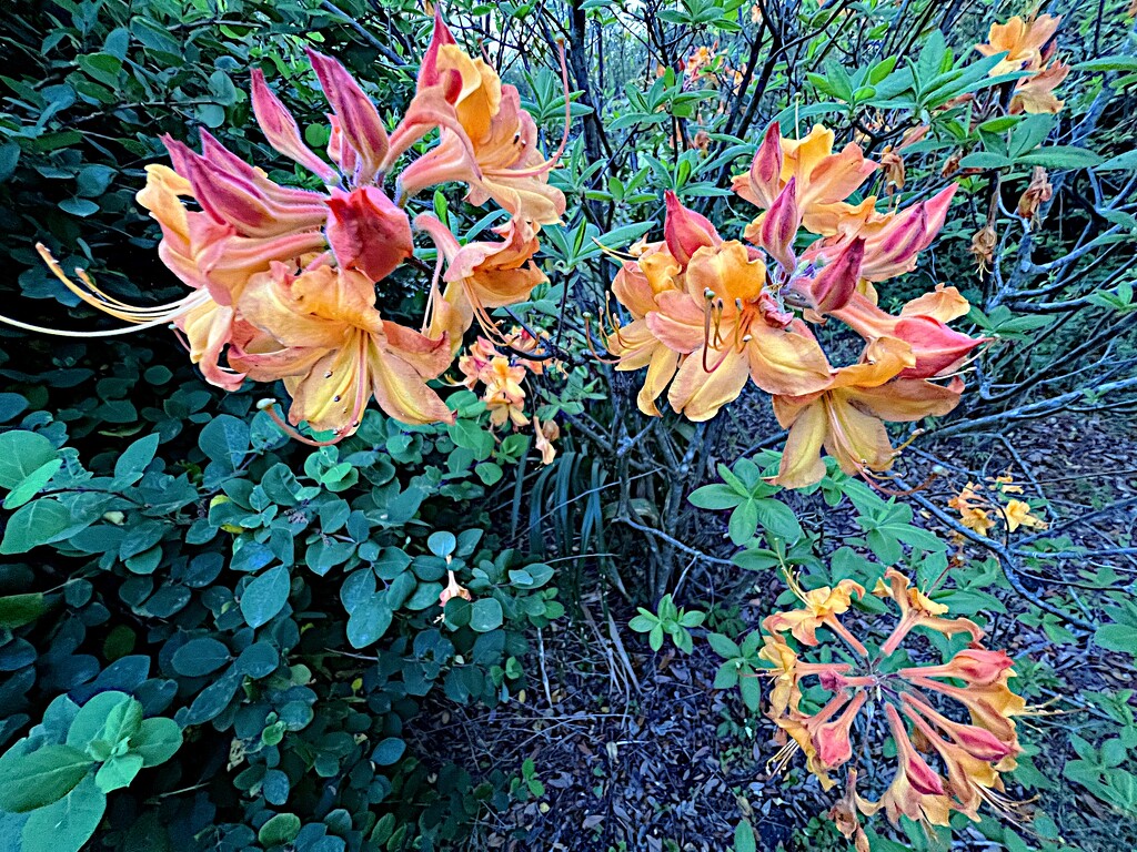 Flame azaleas by congaree
