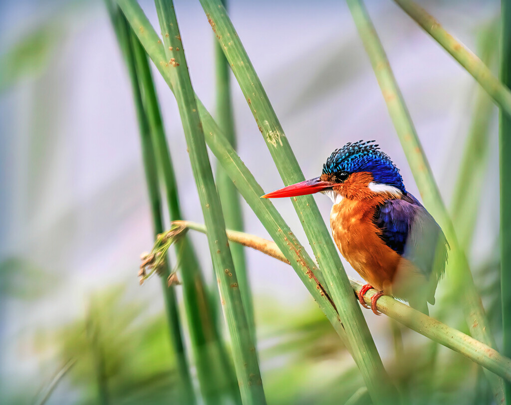 Hiding in the reeds by ludwigsdiana