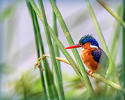 2nd Apr 2023 - Hiding in the reeds