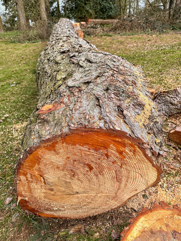 Felled tree by pamknowler
