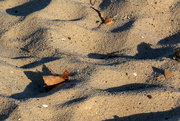 2nd Apr 2023 - Sand shadows