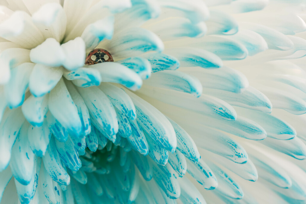 Lady Bug on Blue Flower by pamalama
