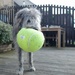 New balls please! by killeen