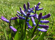 2nd Apr 2023 - Hyacinth 