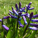 Hyacinth  by mittens