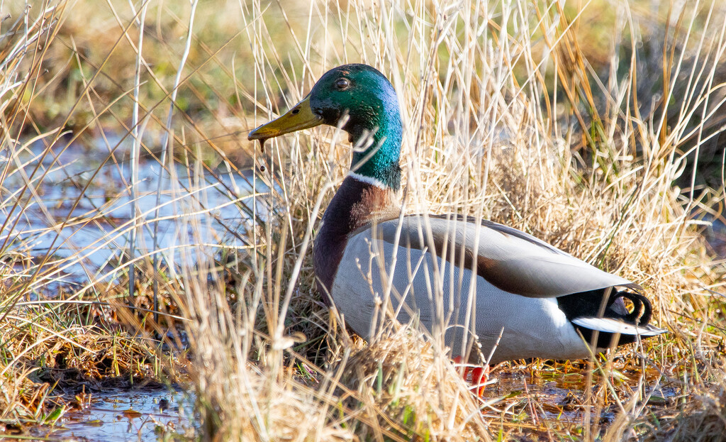 Mallard by lifeat60degrees