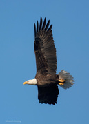 2nd Apr 2023 - Bald Eagle fly-by