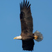 Bald Eagle fly-by by photographycrazy