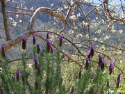 2nd Apr 2023 - Plummy Lavender