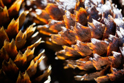 2nd Apr 2023 - Morning Pinecones