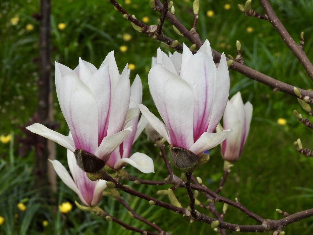 Dwarf Magnolia Close-Up by susiemc