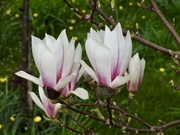 2nd Apr 2023 - Dwarf Magnolia Close-Up