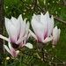 Dwarf Magnolia Close-Up by susiemc
