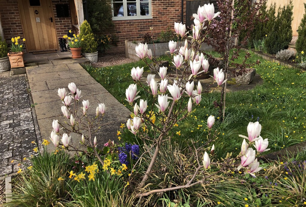 Dwarf Magnolia in the Front Garden by susiemc