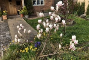 31st Mar 2023 - Dwarf Magnolia in the Front Garden