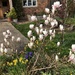 Dwarf Magnolia in the Front Garden by susiemc