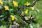 2nd Apr 2023 - Pear tree branch with a hint of daffodils!