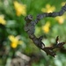 Pear tree branch with a hint of daffodils! by anitaw