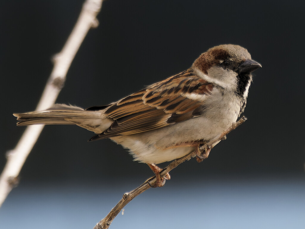 male house sparrow by rminer