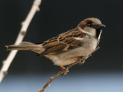 2nd Apr 2023 - male house sparrow