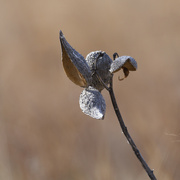 2nd Apr 2023 - milkweed pods