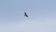 2nd Apr 2023 - red-tailed hawk in the clouds