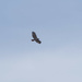 red-tailed hawk in the clouds by rminer