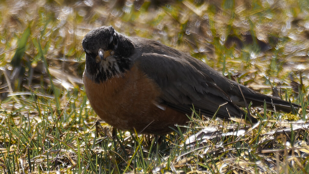 American robin  by rminer