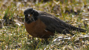 2nd Apr 2023 - American robin 