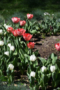 31st Mar 2023 - #54 - Tulips