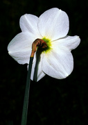 2nd Apr 2023 - "Study of the back of a Daffodil".........716