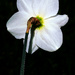 "Study of the back of a Daffodil".........716 by neil_ge