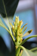 2nd Apr 2023 - Tiny New Avocado Leaves